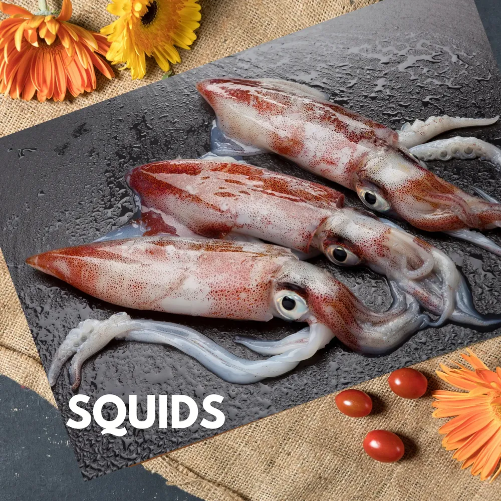 Squids