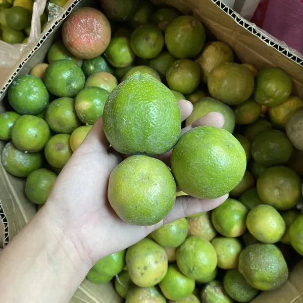 Chanh Đào Tươi Hòa Bình – 1Kg