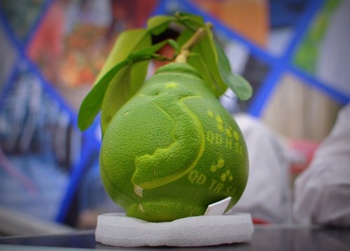 Bưởi Hoàng Sa Trường Sa Bưởi Hoàng Sa Trường Sa