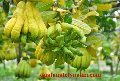 Cây Phật Thủ Cây Phật Thủ