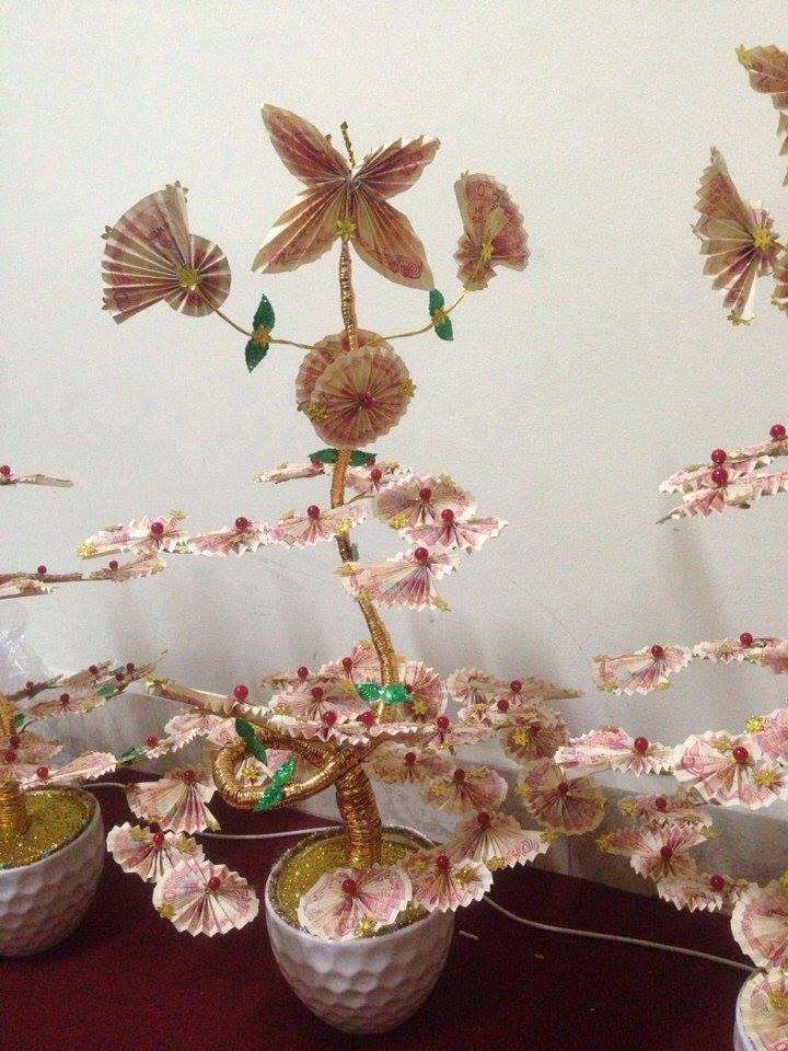 Cây tiền thuận buồm Cây tiền thuận buồm