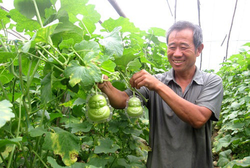 Dưa lê thần tìa có ăn được không Dưa lê thần tìa có ăn được không