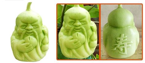 Dưa lê thần tài hcm Dưa lê thần tài hcm