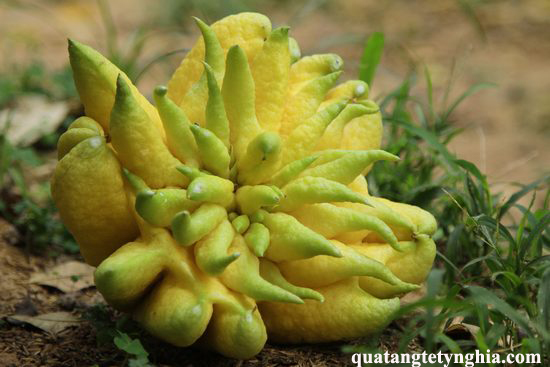 Phật Thủ ăn được không Phật Thủ ăn được không