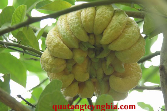 Quả Phật Thủ Quả Phật Thủ