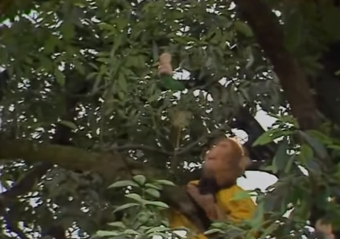 trộm quả nhân sâm trộm quả nhân sâm