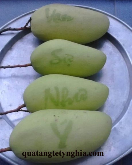 Xoài Phú Quý bao chữ Xoài Phú Quý bao chữ