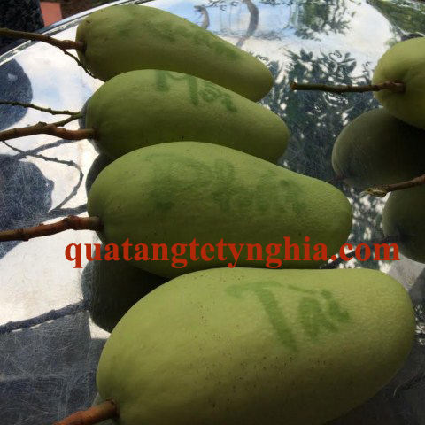 Xoài Phú Quý khắc chữ Xoài Phú Quý khắc chữ