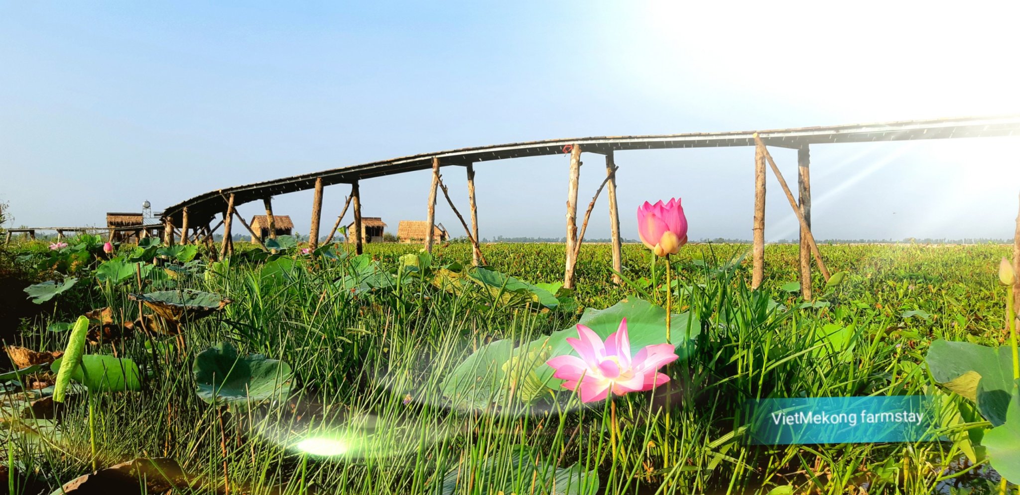 Du_lịch_sinh_thái_miền_Tây_Hoa sen hồng tỏa nắng