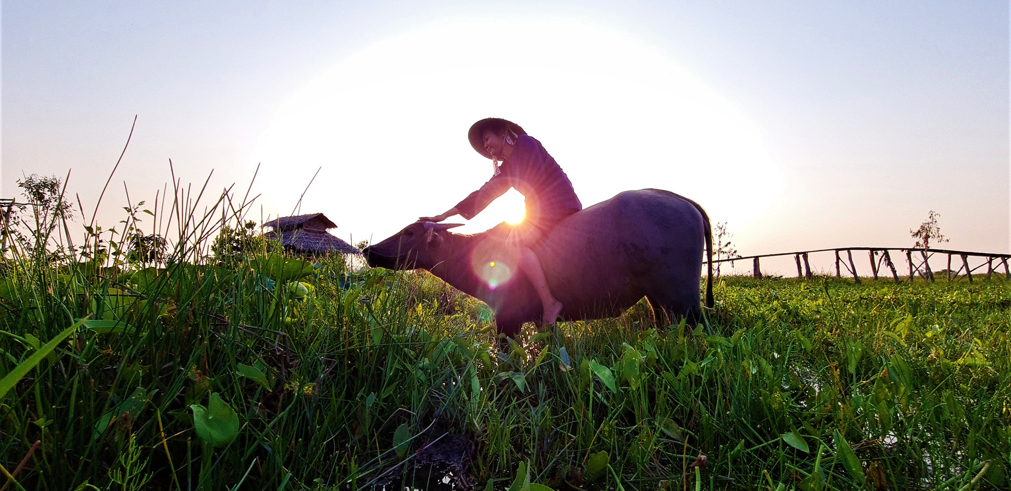 Con trâu là đầu cơ nghiệp