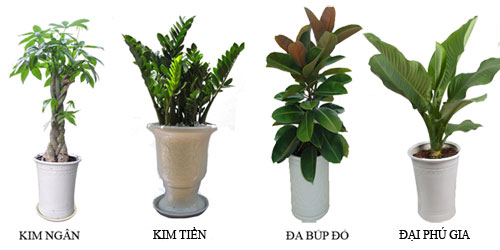 Rất nhiều loại cây nội thất văn phòng đẹp, phong thủy tốt Rất nhiều loại cây nội thất văn phòng đẹp, phong thủy tốt