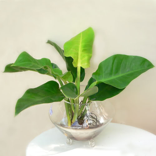 Hình ảnh cây đại đế vương vàng trong bình thủy tinh trang nhã Hình ảnh cây đại đế vương vàng trong bình thủy tinh trang nhã