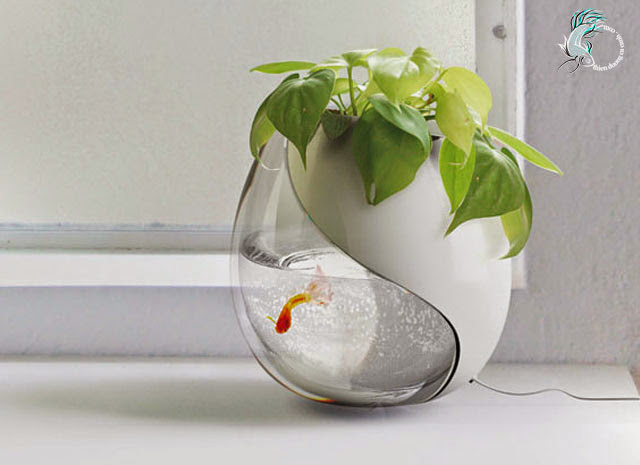 Chậu cá thủy sinh nhỏ để bàn Chậu cá thủy sinh nhỏ để bàn