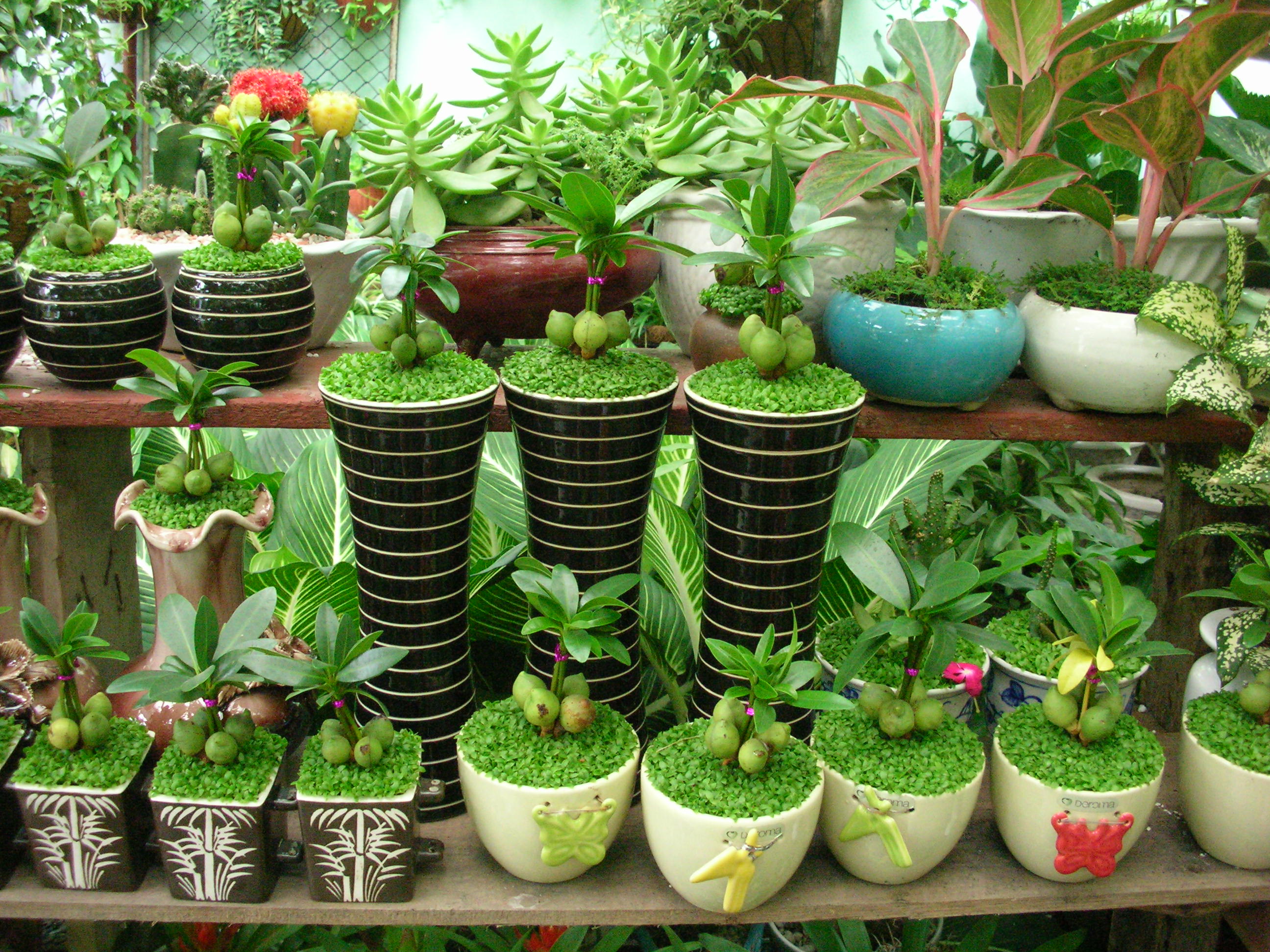 Nhiều loại cây xanh cho bạn lựa chọn