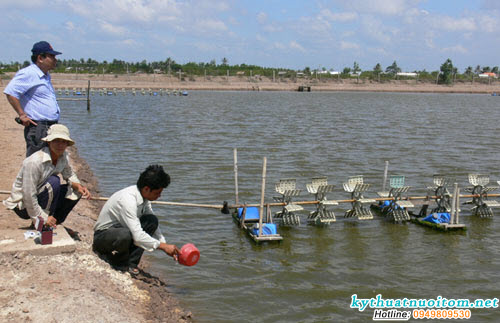 Giám sát sức khỏe tôm thường xuyên đảm bảo chuẩn kỹ thuật nuôi tôm để đạt hiệu quả tốt nhất Giám sát sức khỏe tôm thường xuyên đảm bảo chuẩn kỹ thuật nuôi tôm để đạt hiệu quả tốt nhất