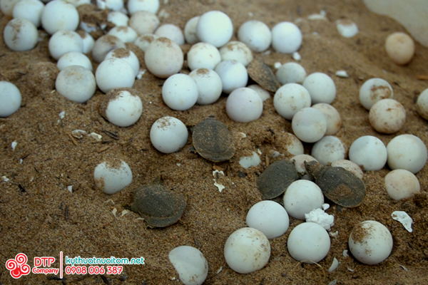 thiết bị nuôi ba ba thiết bị nuôi ba ba