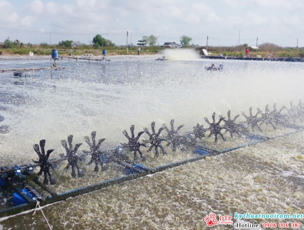 kỹ thuật nuôi tôm kỹ thuật nuôi tôm