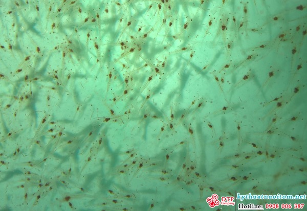 kỹ thuật nuôi tôm kỹ thuật nuôi tôm