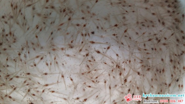 kỹ thuật nuôi tôm kỹ thuật nuôi tôm