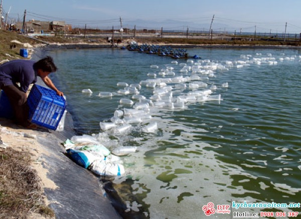 kỹ thuật nuôi tôm kỹ thuật nuôi tôm