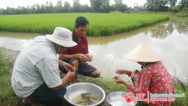 kỹ thuật nuôi tôm kỹ thuật nuôi tôm