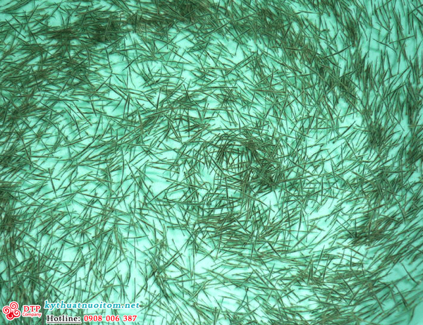 kỹ thuật nuôi tôm kỹ thuật nuôi tôm