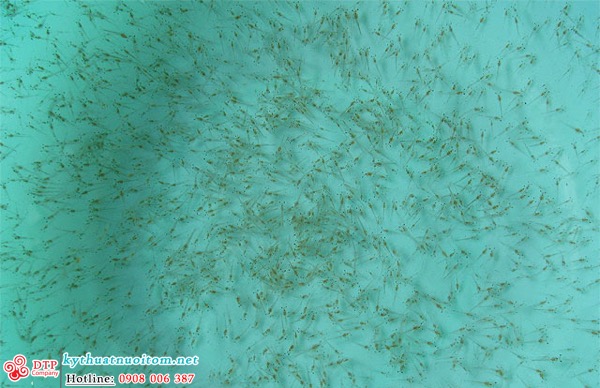 kỹ thuật nuôi tôm kỹ thuật nuôi tôm