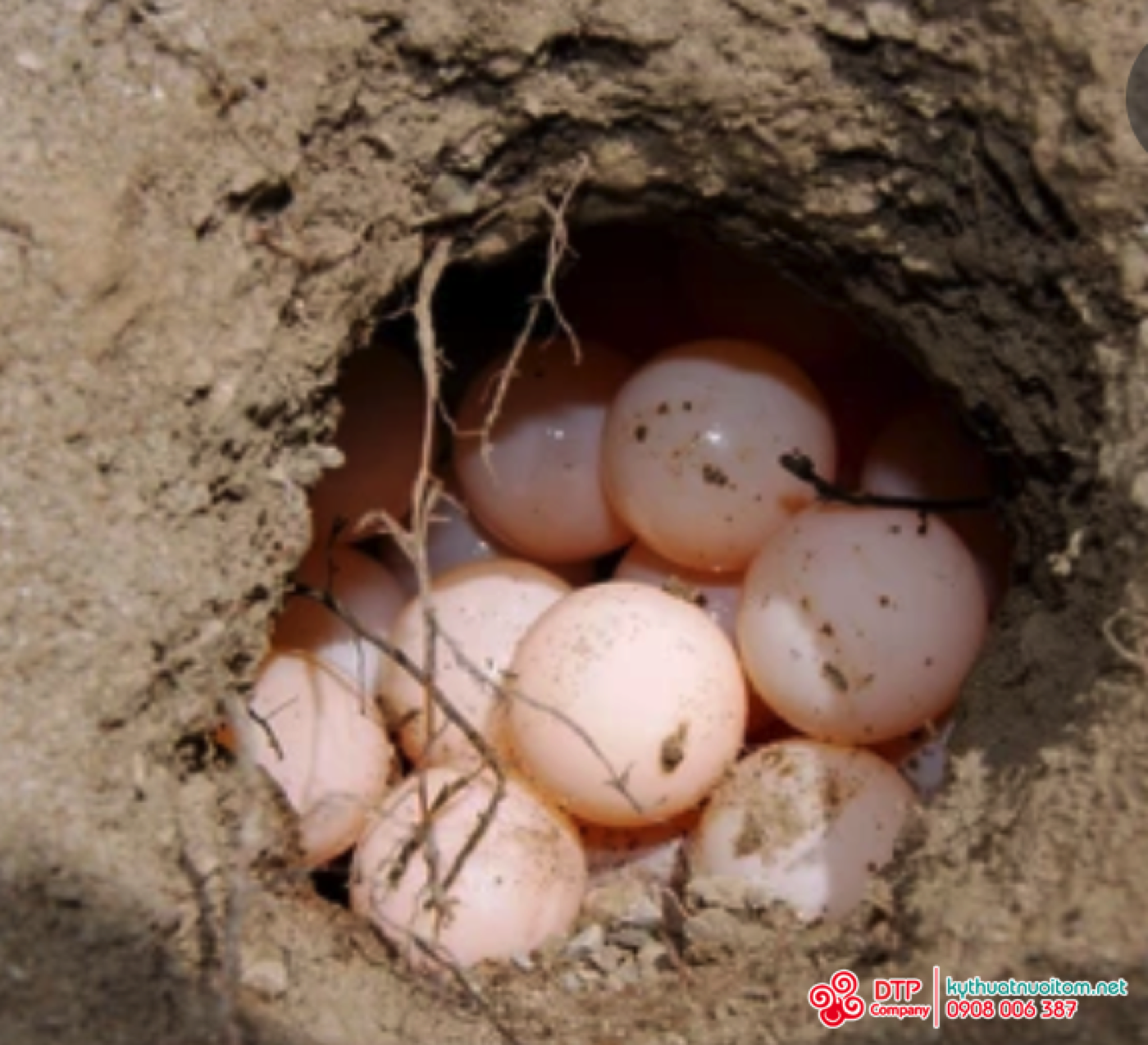thiết bị nuôi ba ba thiết bị nuôi ba ba