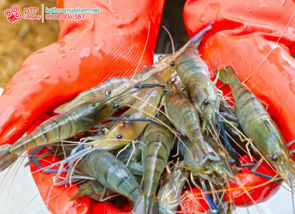 thiết bị nuôi tôm thiết bị nuôi tôm