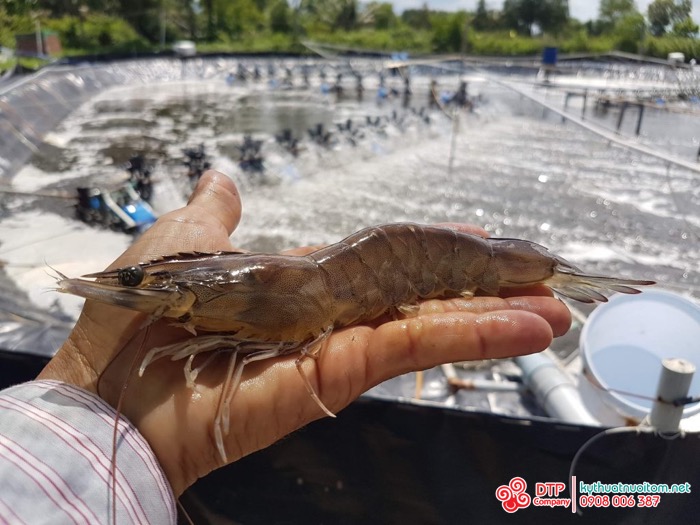 thiết bị nuôi tôm thiết bị nuôi tôm