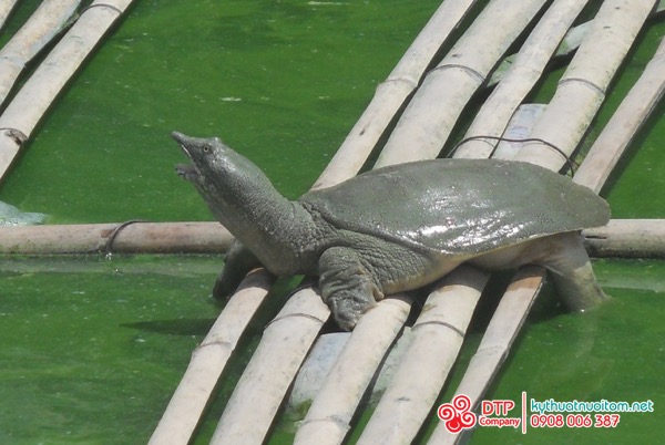 thiết bị nuôi tôm thiết bị nuôi tôm