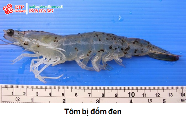 thiết bị nuôi tôm thiết bị nuôi tôm