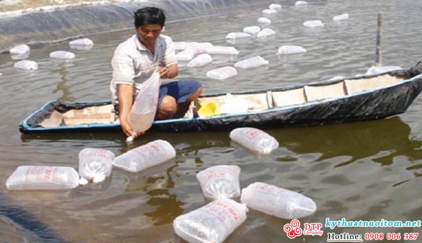 kỹ thuật nuôi tôm kỹ thuật nuôi tôm