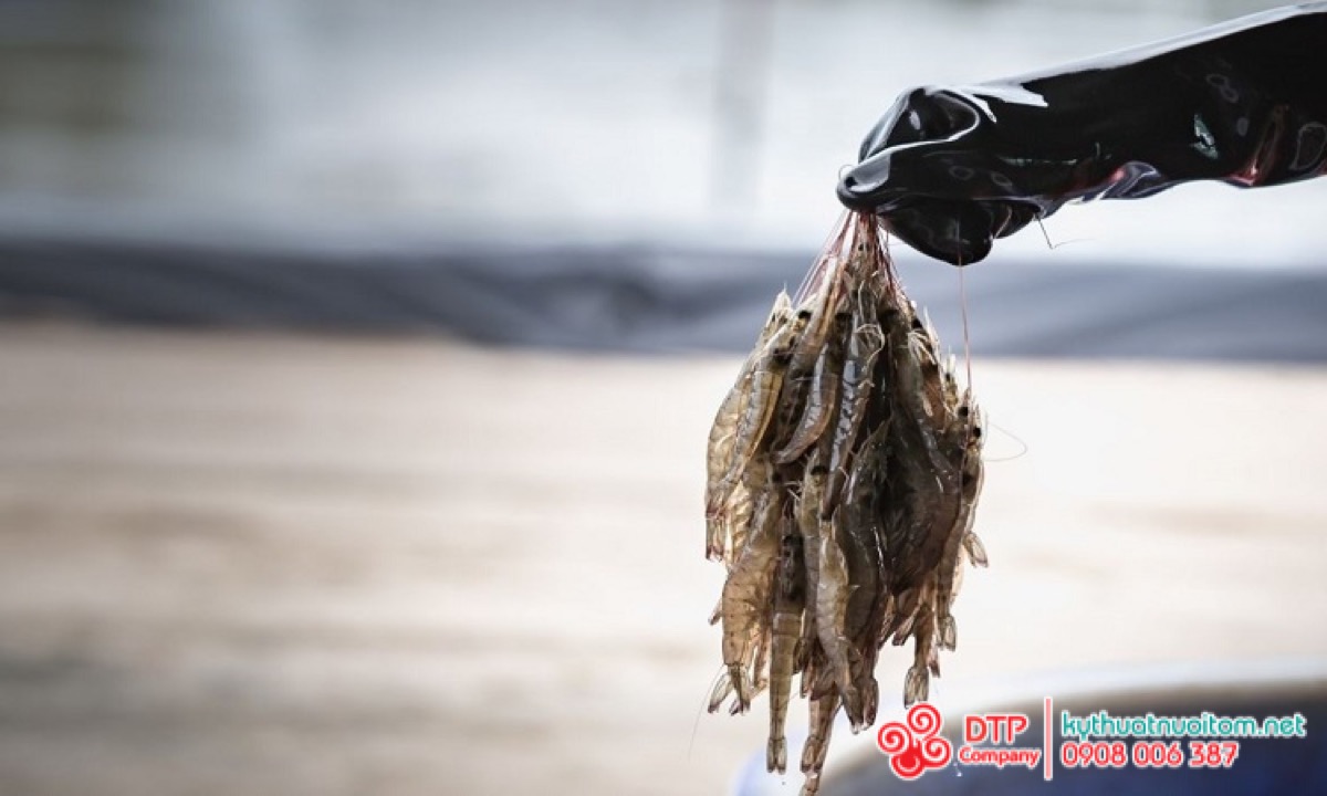 cánh quạt nuôi tôm cánh quạt nuôi tôm