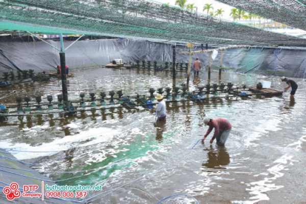 cánh quạt nuôi tôm cánh quạt nuôi tôm