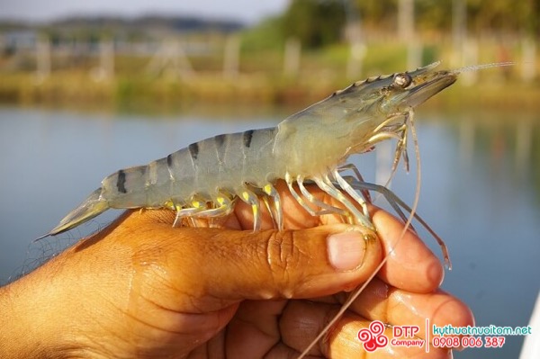 thiết bị nuôi tôm thiết bị nuôi tôm