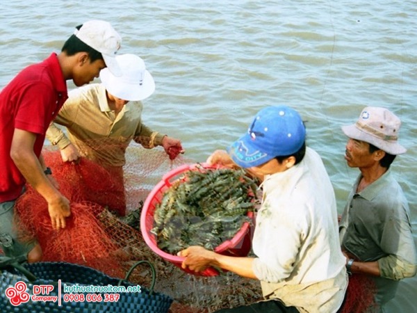 thiết bị nuôi tôm thiết bị nuôi tôm