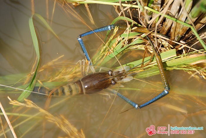 thiết bị nuôi tôm thiết bị nuôi tôm