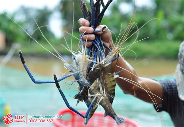 thiết bị nuôi tôm thiết bị nuôi tôm