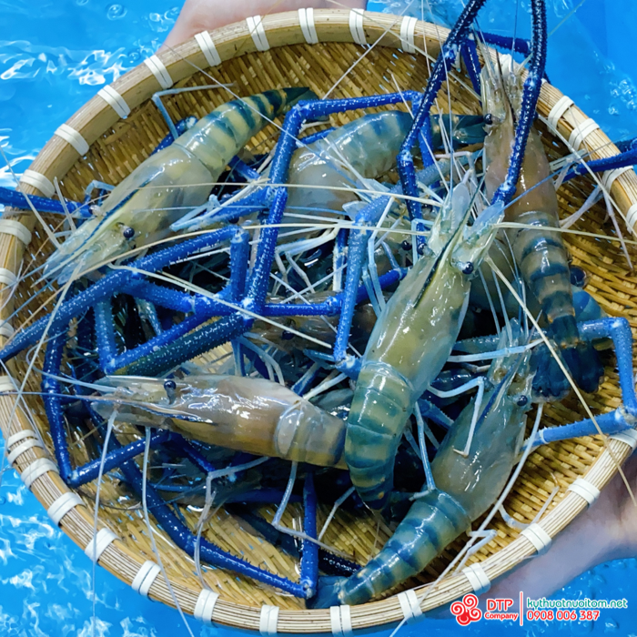 thiết bị nuôi tôm thiết bị nuôi tôm