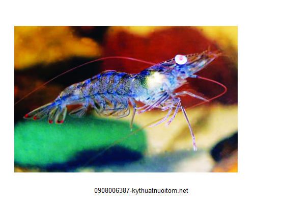 Tôm phát sáng khi về đêm Tôm phát sáng khi về đêm