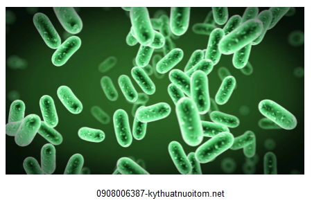 Vi khuẩn vibrio nguyên nhân gây bệnh phát sáng ở tôm Vi khuẩn vibrio nguyên nhân gây bệnh phát sáng ở tôm