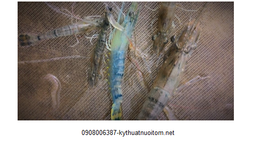 Bệnh phát sáng nguyên nhân khiến tôm chết hàng loạt Bệnh phát sáng nguyên nhân khiến tôm chết hàng loạt