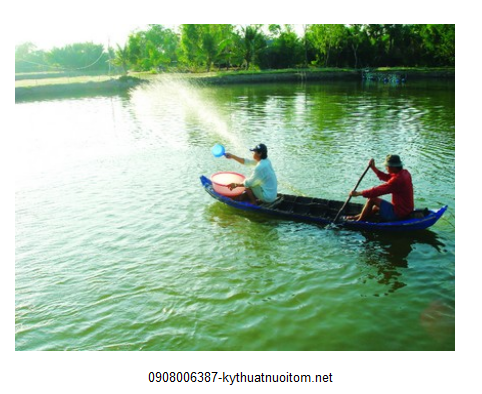 Chất lượng nước tốt giúp tôm phát triển nhanh chóng Chất lượng nước tốt giúp tôm phát triển nhanh chóng