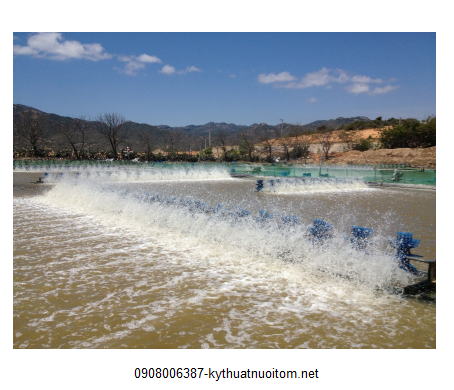 Môi trường nước sạch giúp tôm sinh trưởng và phát triển nhanh Môi trường nước sạch giúp tôm sinh trưởng và phát triển nhanh