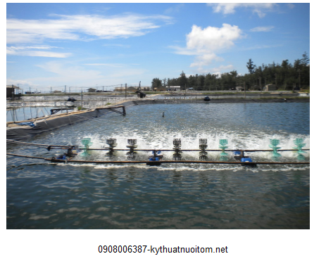 Kỹ thuật nuôi tôm tại vùng đất cát ngày càng trở nên dễ dàng Kỹ thuật nuôi tôm tại vùng đất cát ngày càng trở nên dễ dàng