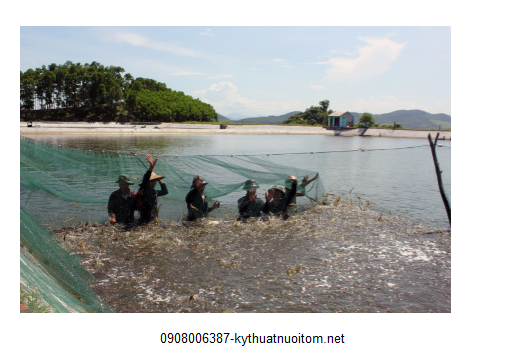 Tôm sinh trưởng và phát triển tốt nhờ được nuôi đúng kỹ thuật Tôm sinh trưởng và phát triển tốt nhờ được nuôi đúng kỹ thuật