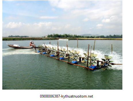 Nuôi tôm trên cát mô hình được áp dụng rộng rãi tại Bình Thuận Nuôi tôm trên cát mô hình được áp dụng rộng rãi tại Bình Thuận