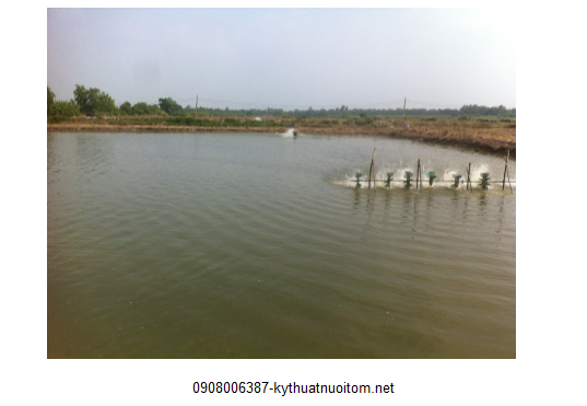 Nên thả tôm giống khi trời mát để không ảnh hưởng đến sức khỏe của tôm Nên thả tôm giống khi trời mát để không ảnh hưởng đến sức khỏe của tôm