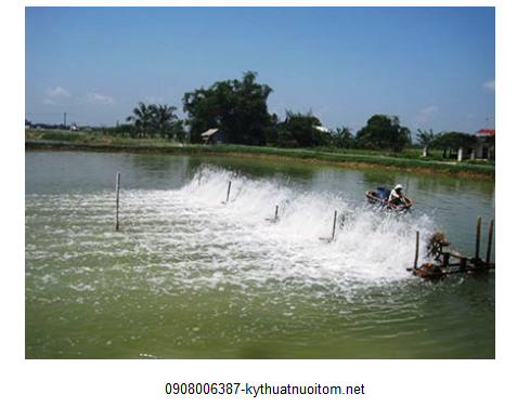 Nước ở ao nuôi tôm cần phải tương thích với nước ở trại giống một trong những nguyên tắc quan trọng cần phải tuân thủ theo kỹ thuật nuôi tôm Nước ở ao nuôi tôm cần phải tương thích với nước ở trại giống một trong những nguyên tắc quan trọng cần phải tuân thủ theo kỹ thuật nuôi tôm